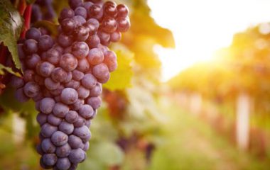The Grapes Are Not Sour! | Benefits Of Eating Grapes